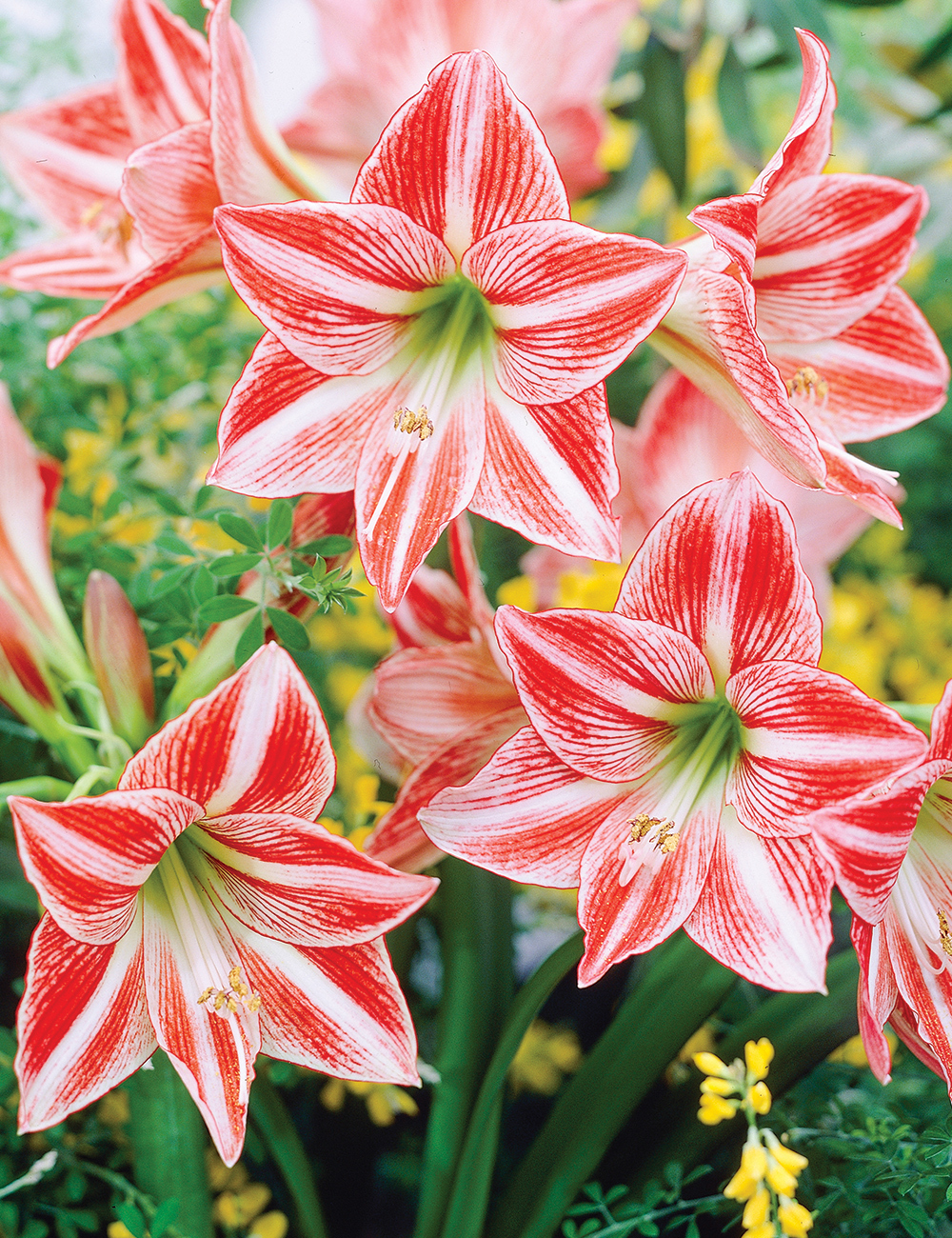 Hippeastrum 'Fairytale'