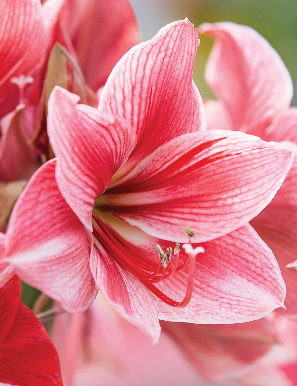 Hippeastrum 'Gervase'