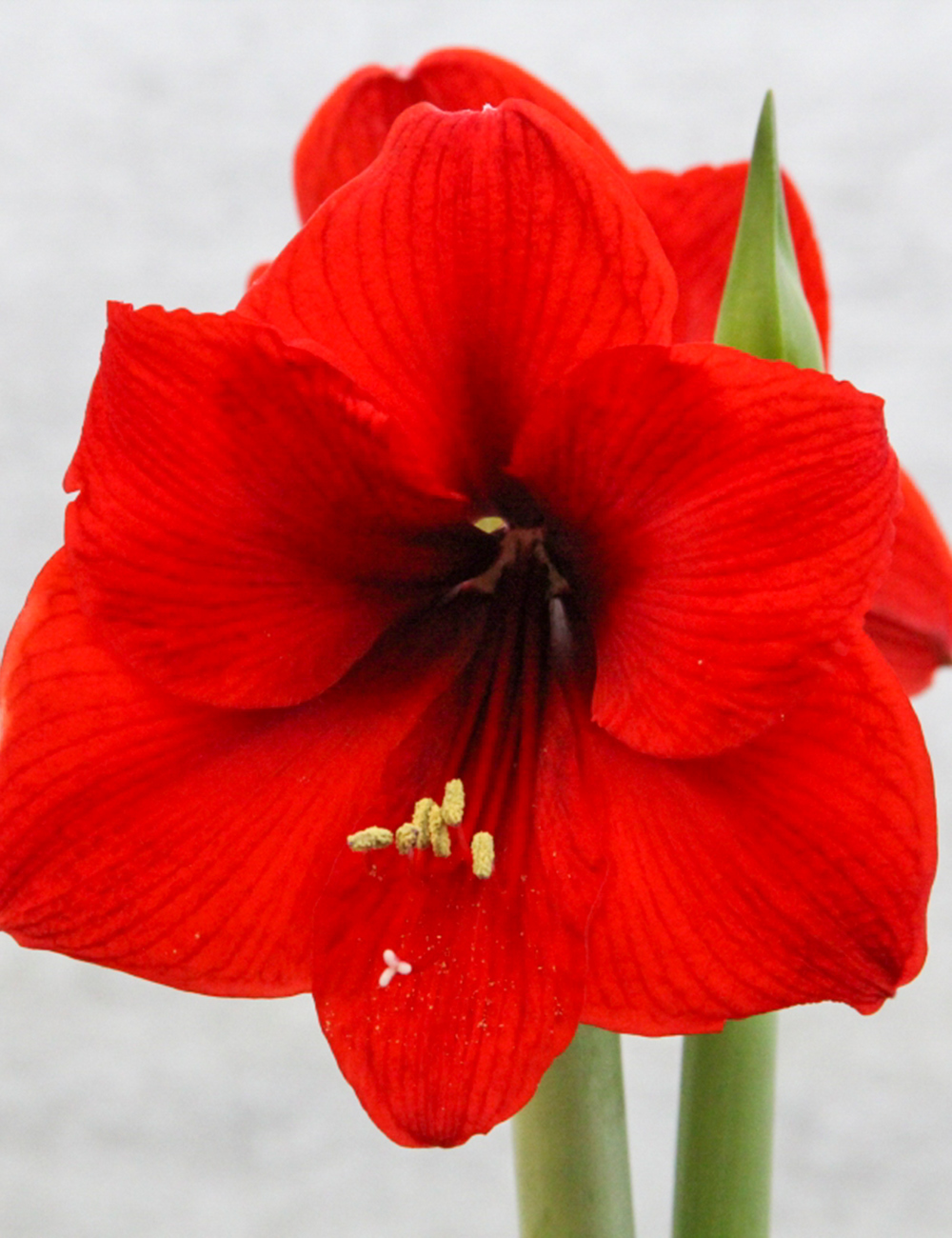 Hippeastrum Kit Red Lion