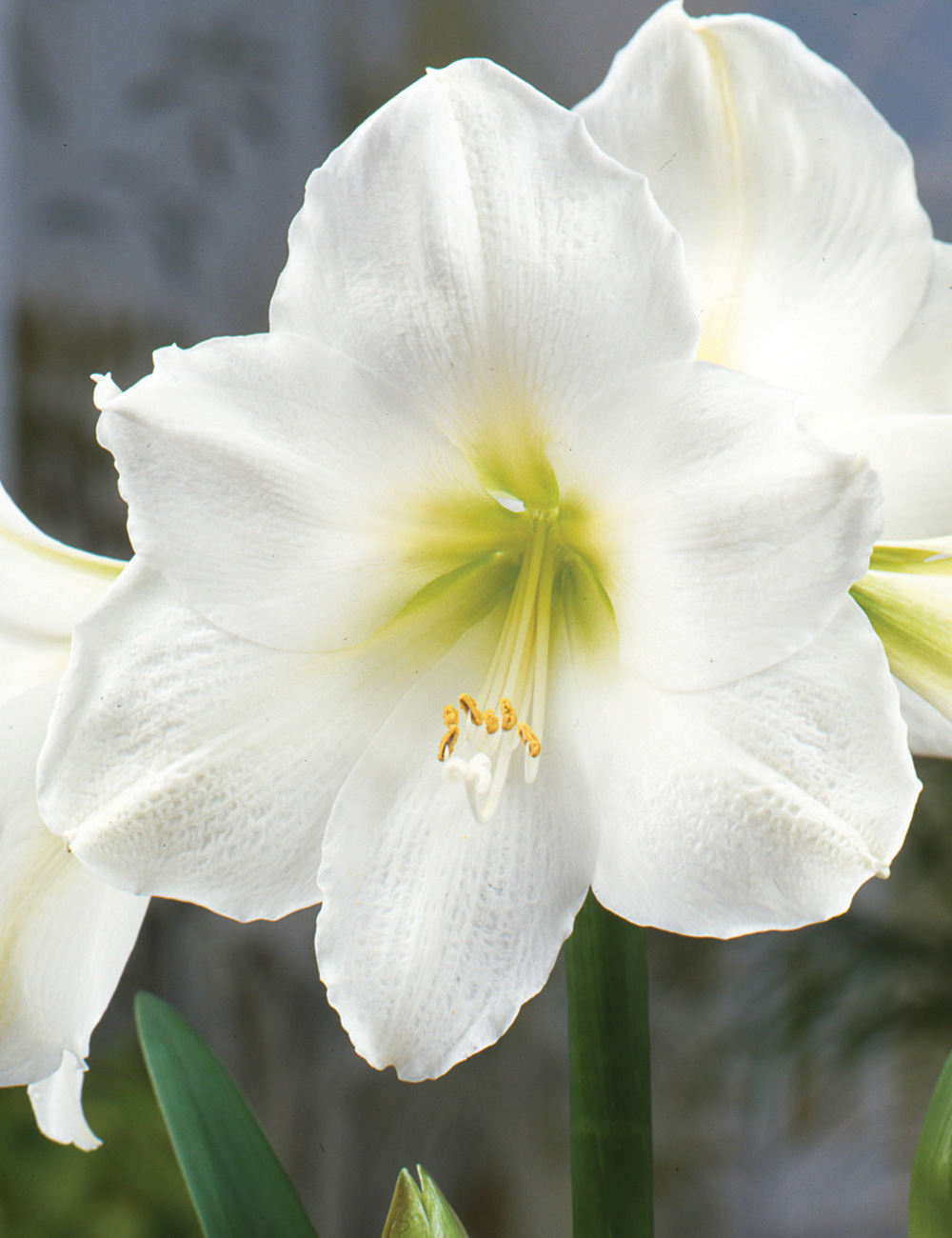 Hippeastrum Luna