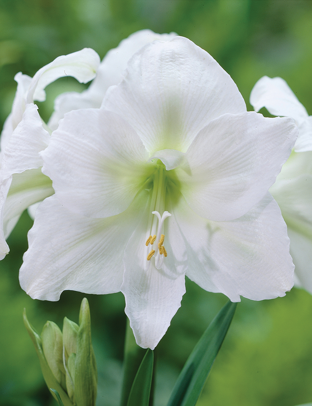 Hippeastrum 'Mont Blanc'