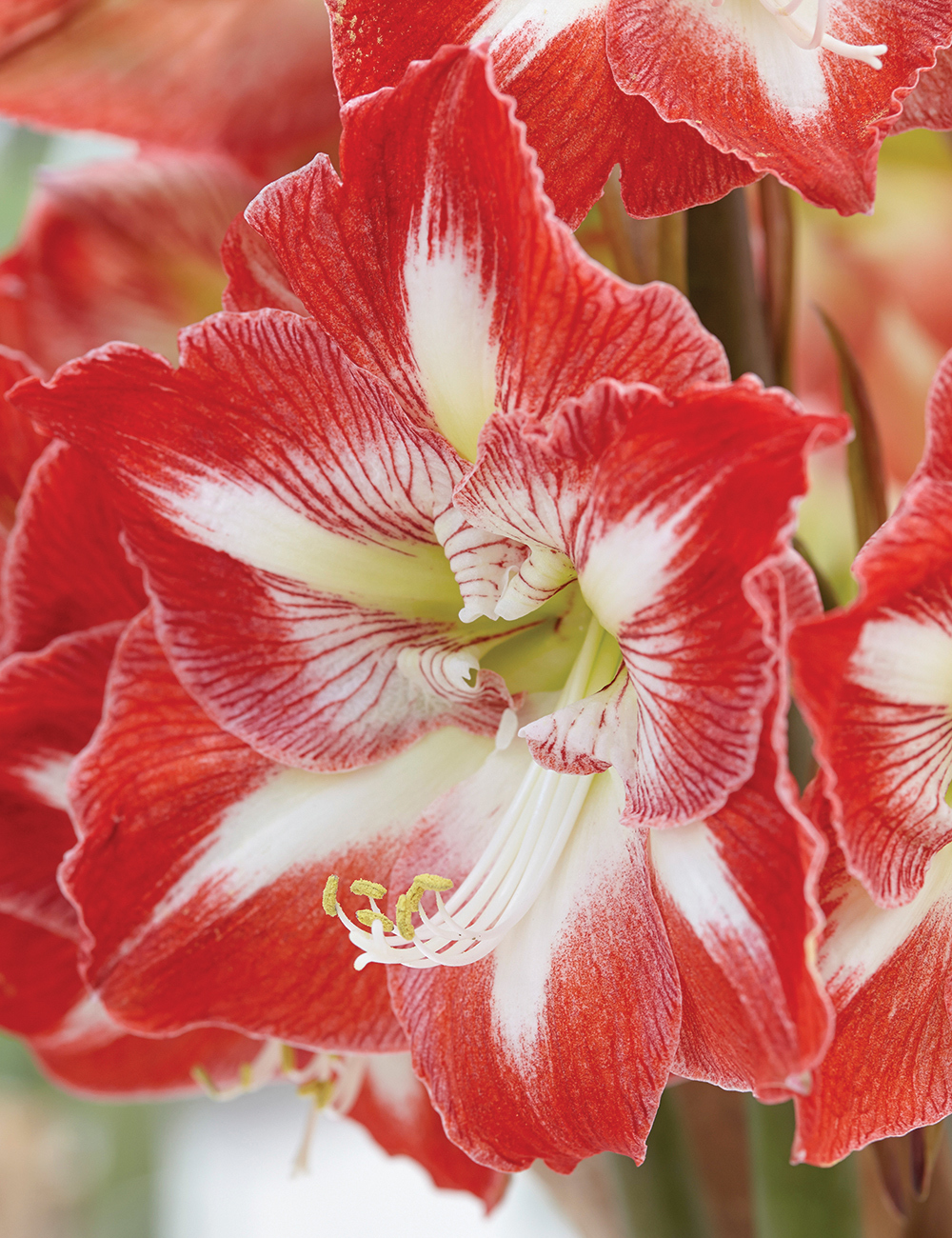 Hippeastrum 'Minerva'