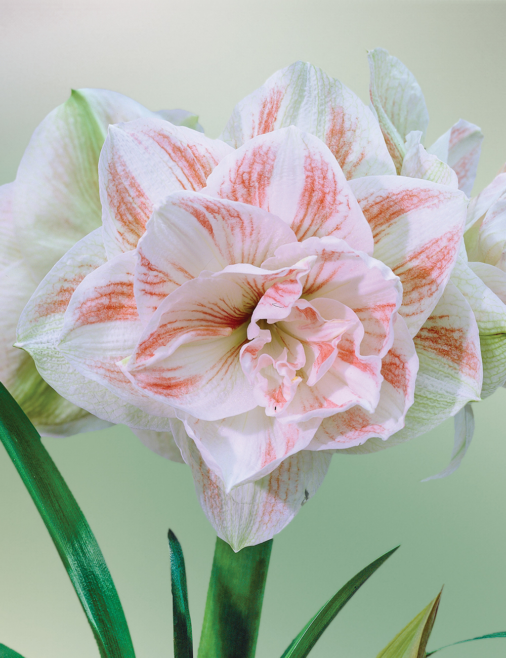 Double Hippeastrum 'Nymph'