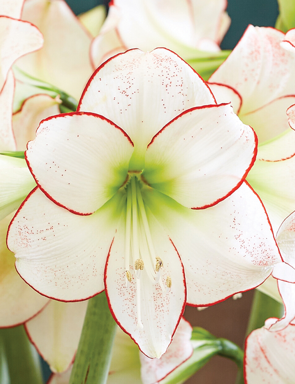 Hippeastrum 'Picasso'