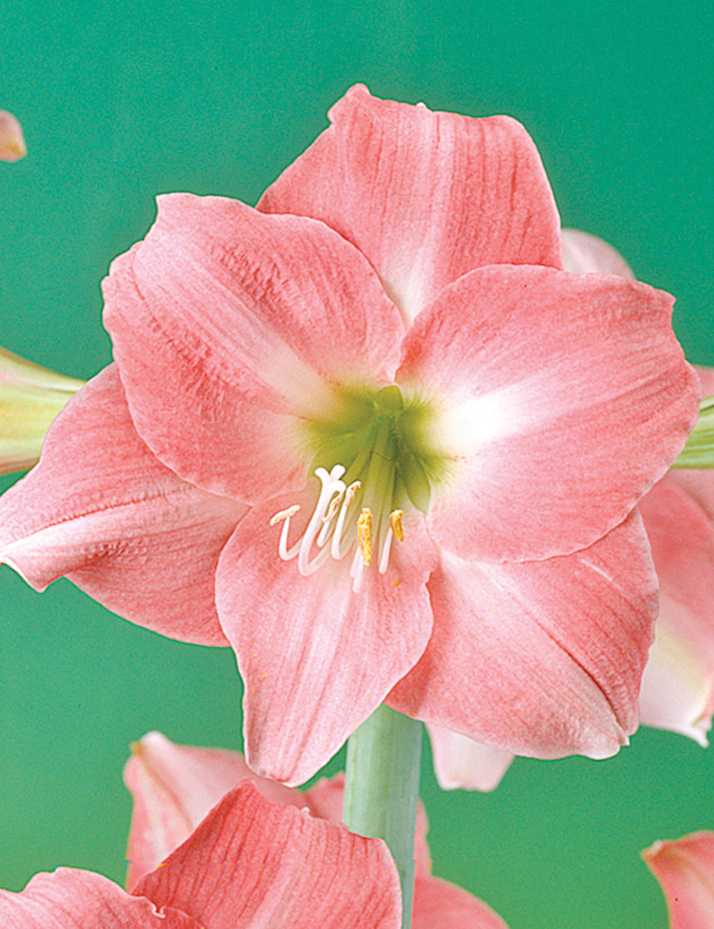 Hippeastrum Rebecca