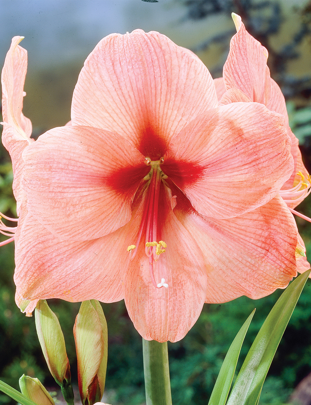 Hippeastrum 'Rilona'