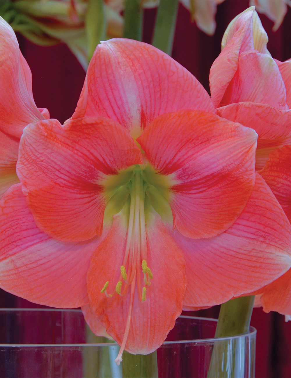 Hippeastrum 'Rosalie'