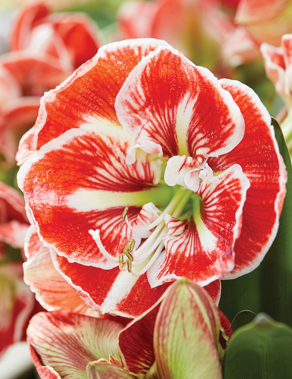 Hippeastrum Samba