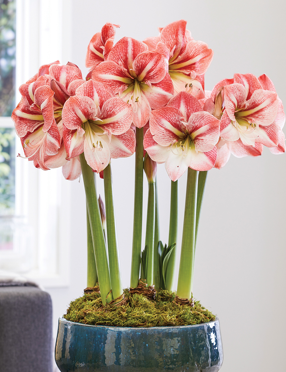 Hippeastrum 'Strong King'