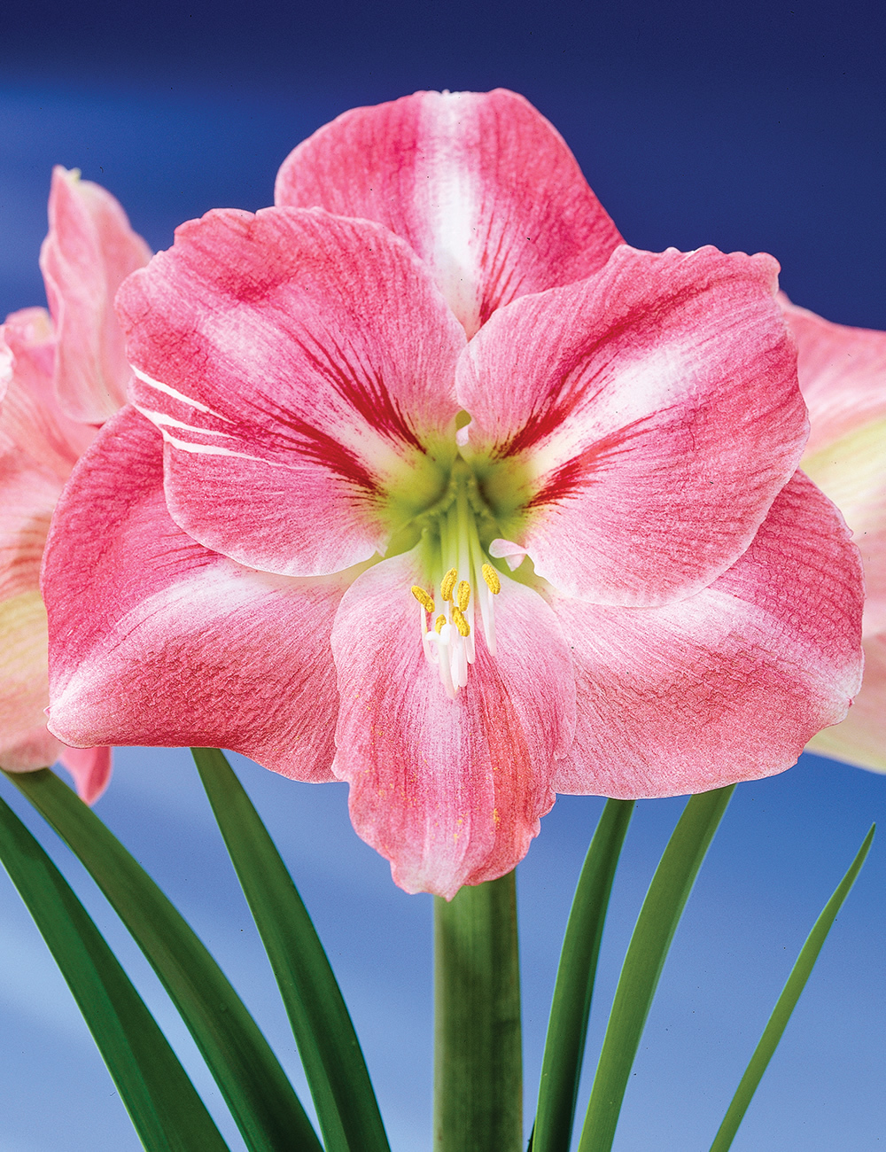 Hippeastrum Summertime