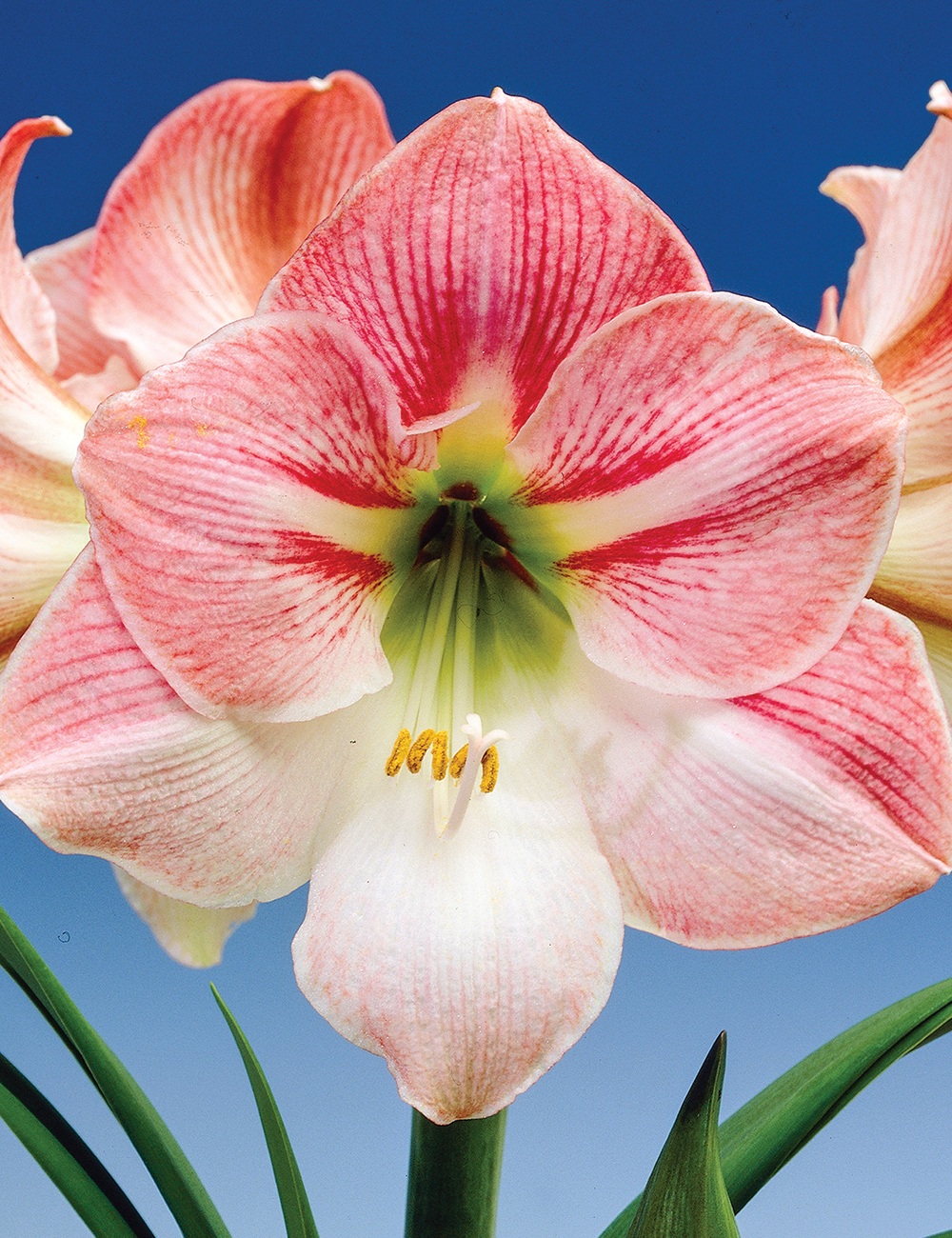 Hippeastrum Sao Paulo