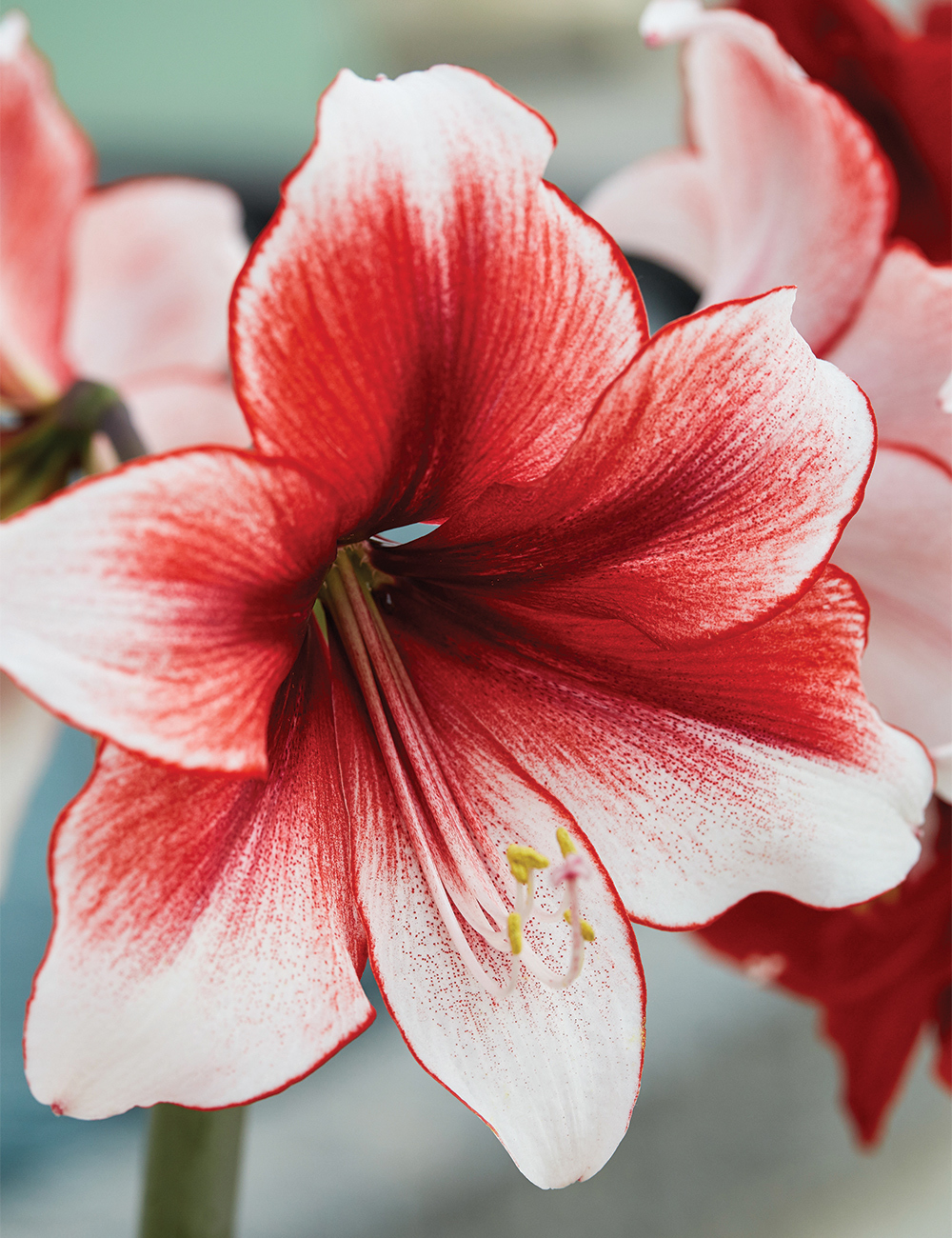 Hippeastrum Stardust