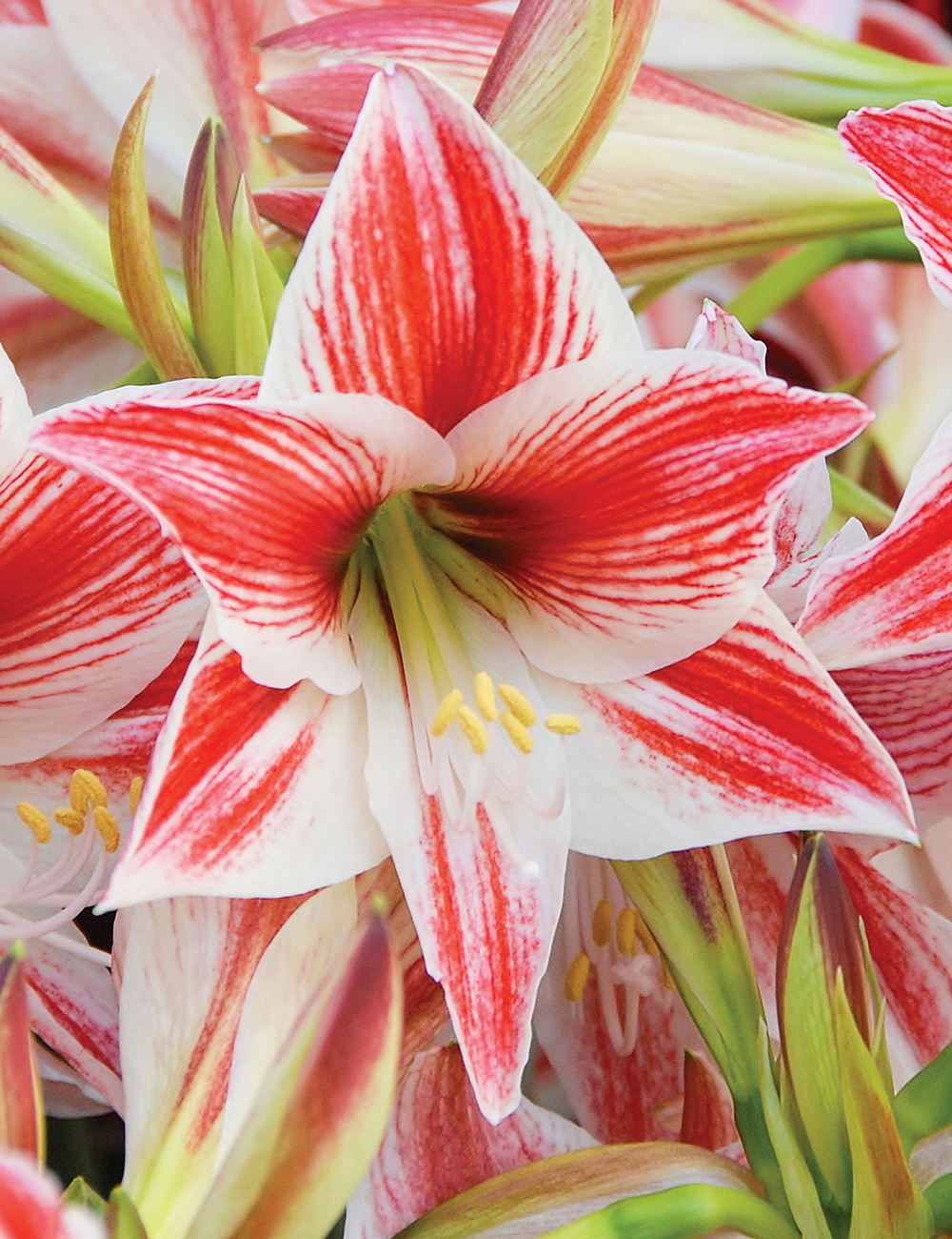 Hippeastrum Twinkle Star