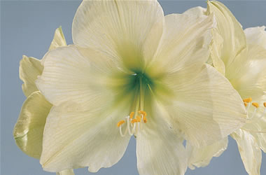 Hippeastrum Wedding Dance