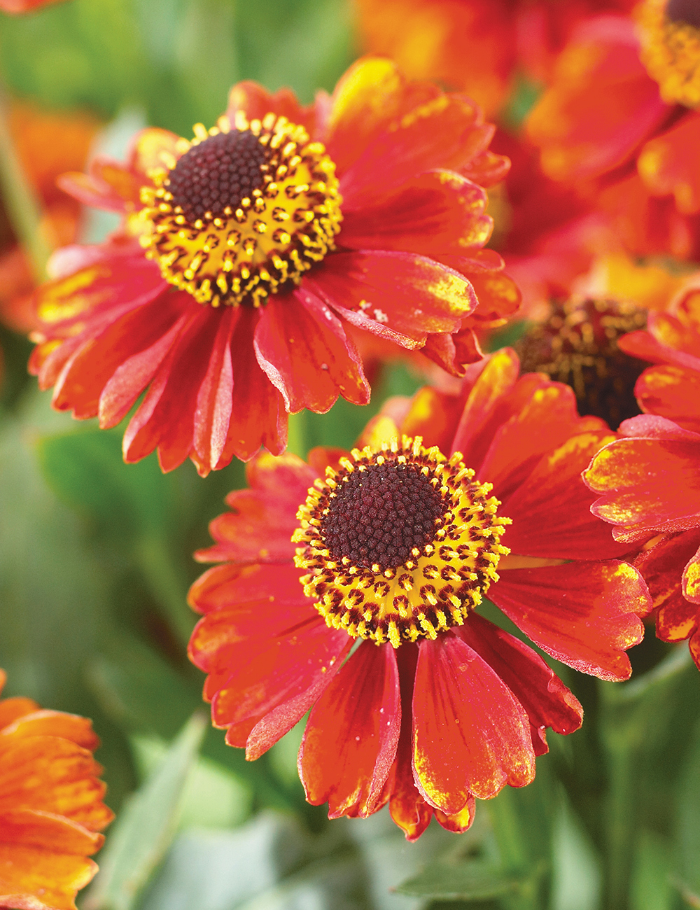 Helenium Crimson Beauty