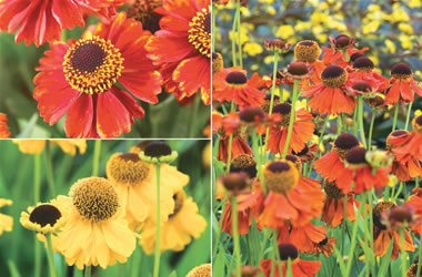 Helenium Collection