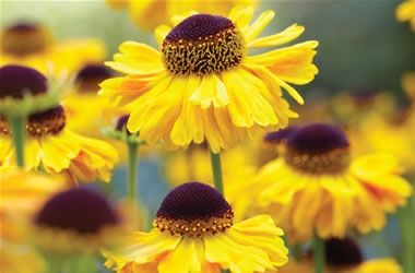 Helenium July Sun