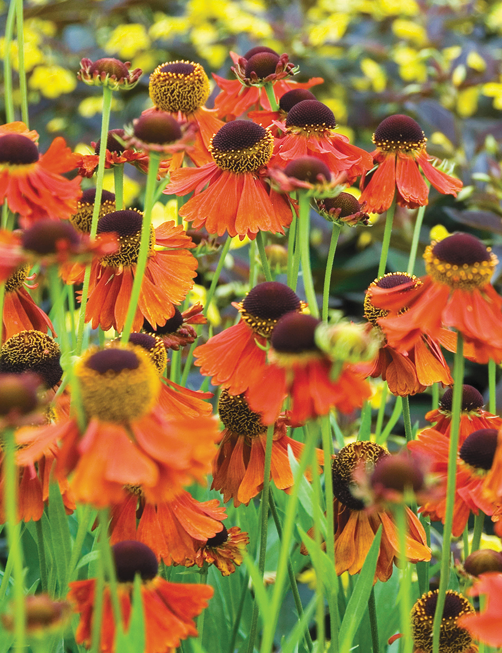 Helenium Moerheim Beauty