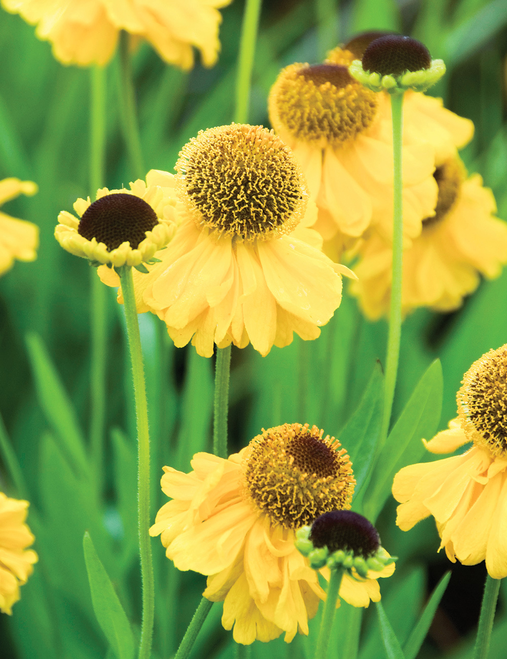 Helenium 'Riverton Beauty'