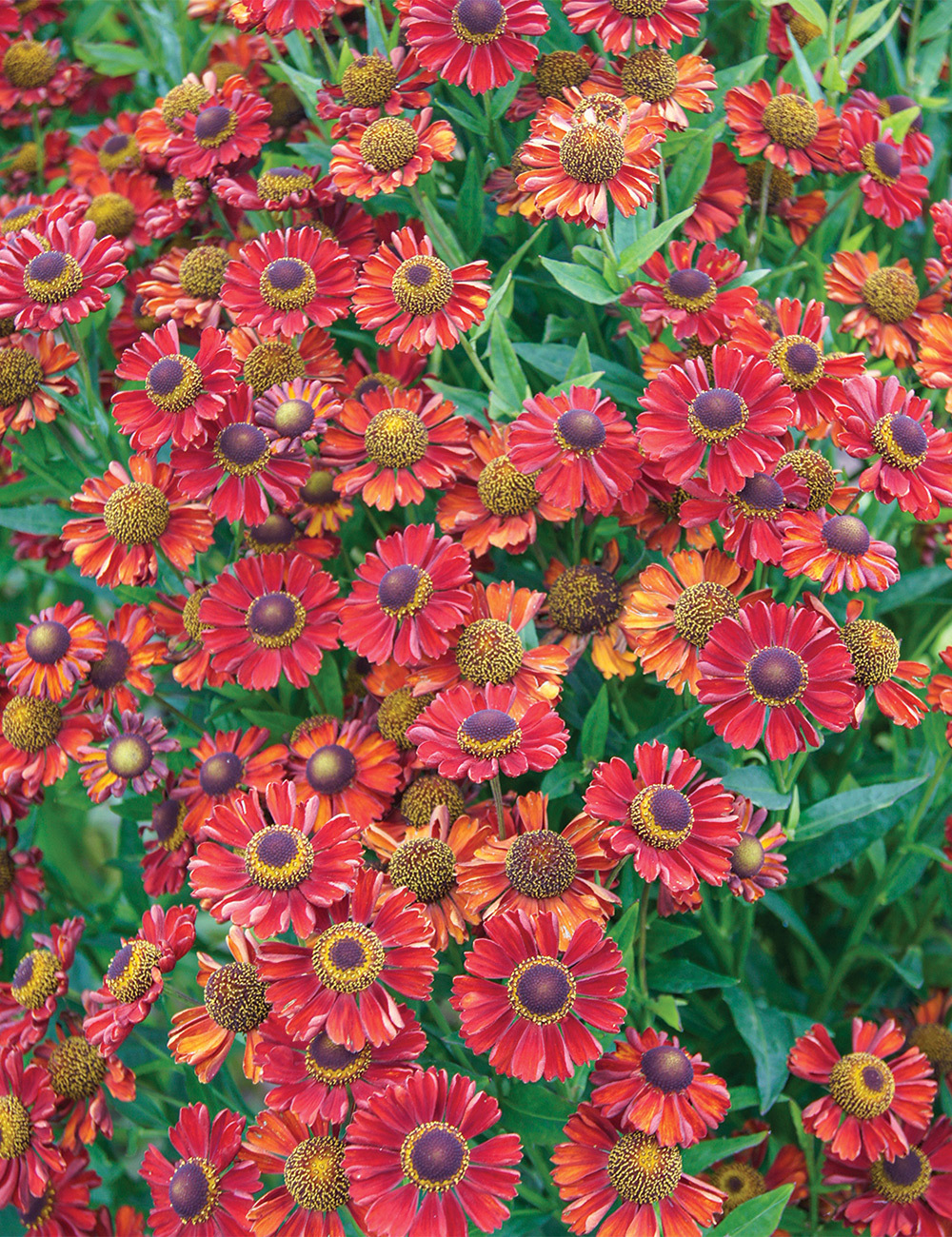 Helenium 'Rubinzwerg'