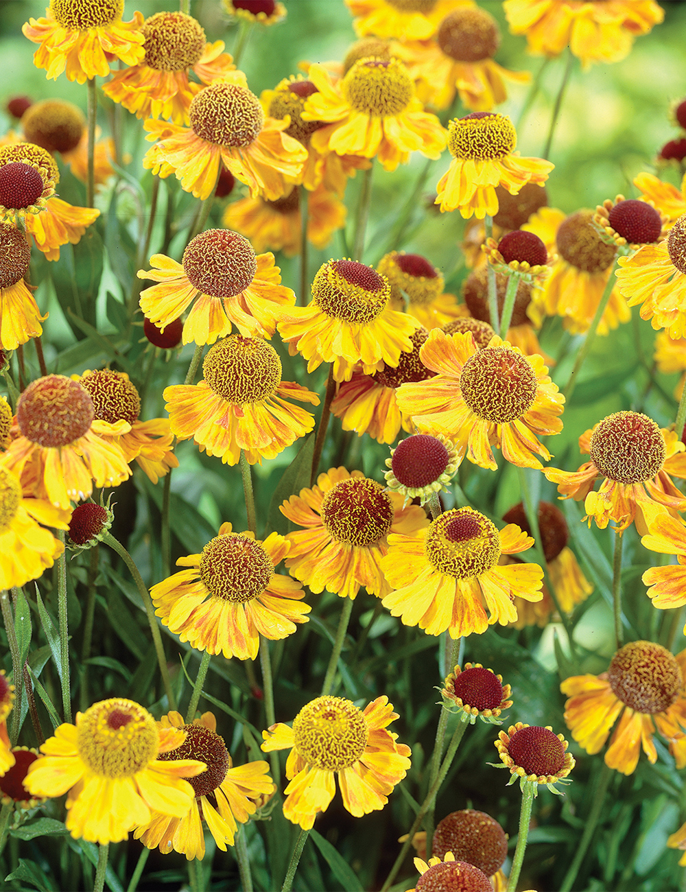 Helenium 'Wyndley'