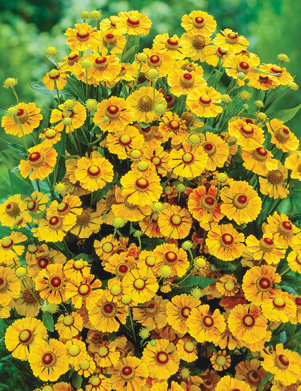 Helenium Zimbelstern