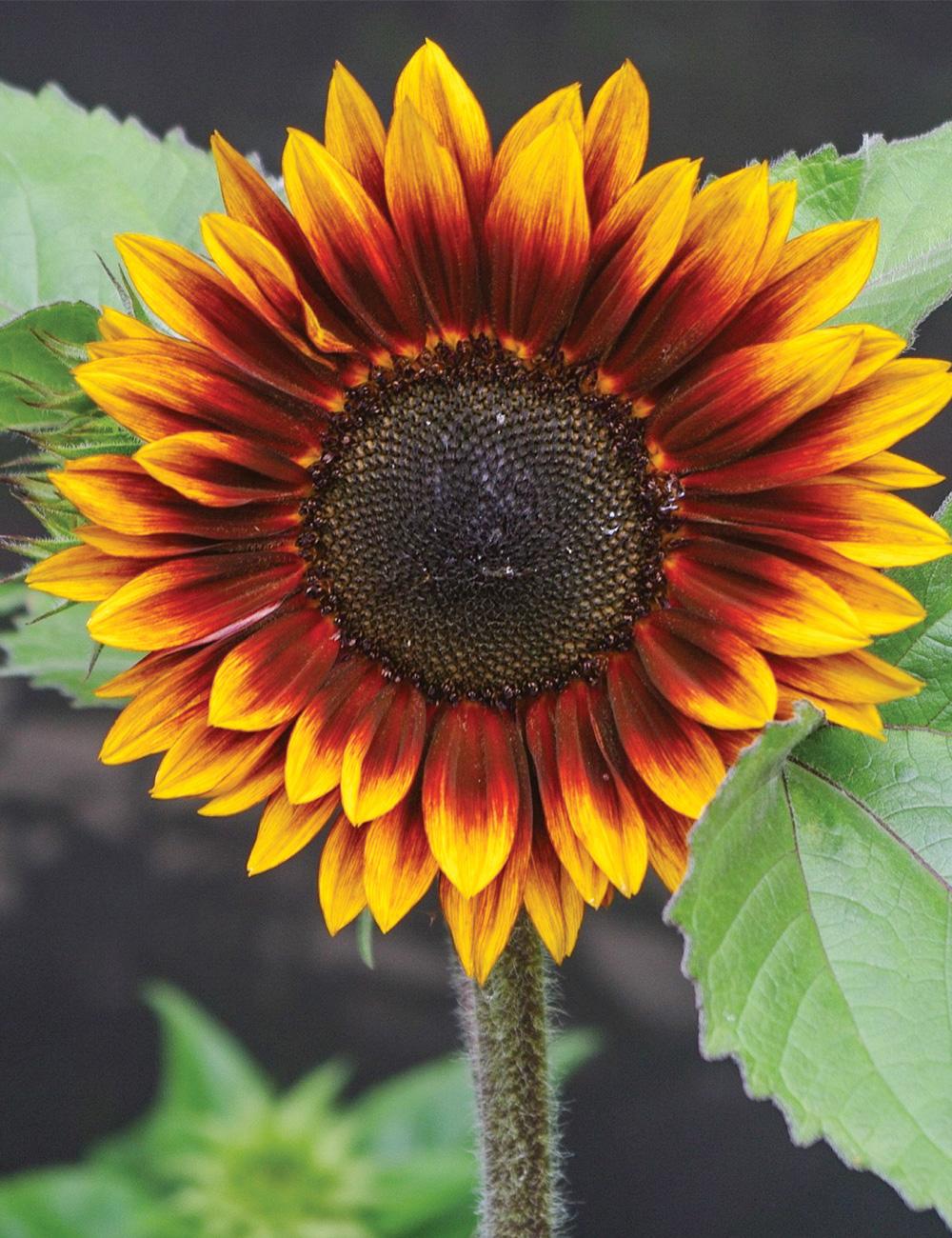 Sunflower Compact Sonnet