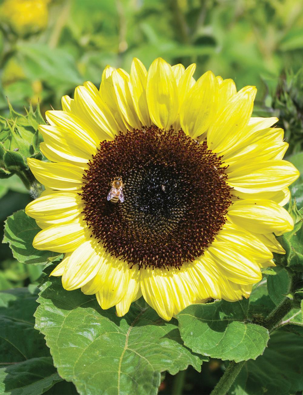 Sunflower Compact Calypso Spray