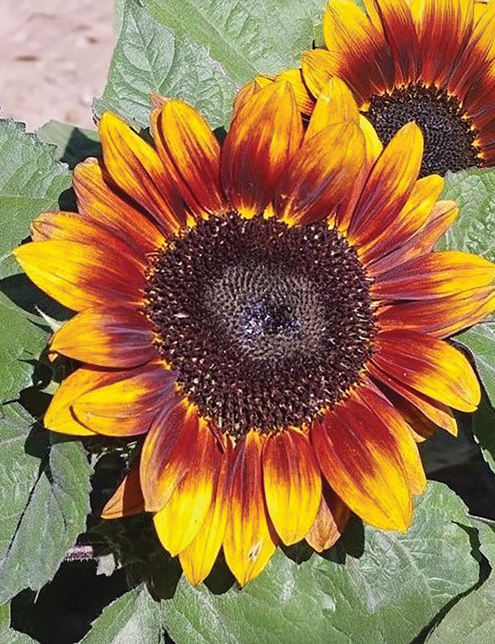 Sunflower Dwarf Sonnet