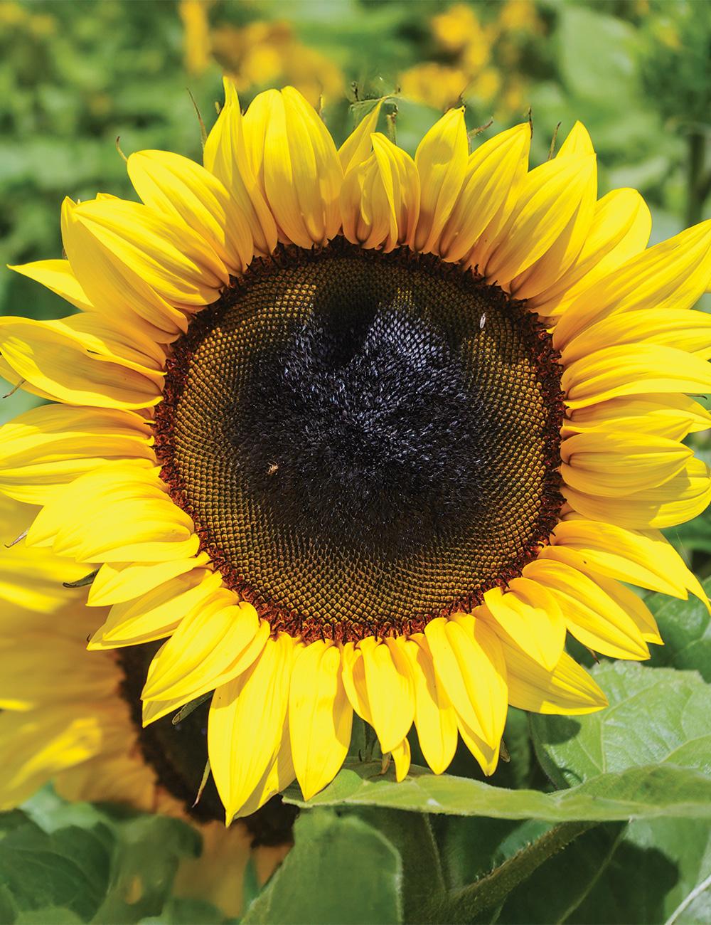 Sunflower Classis Gold