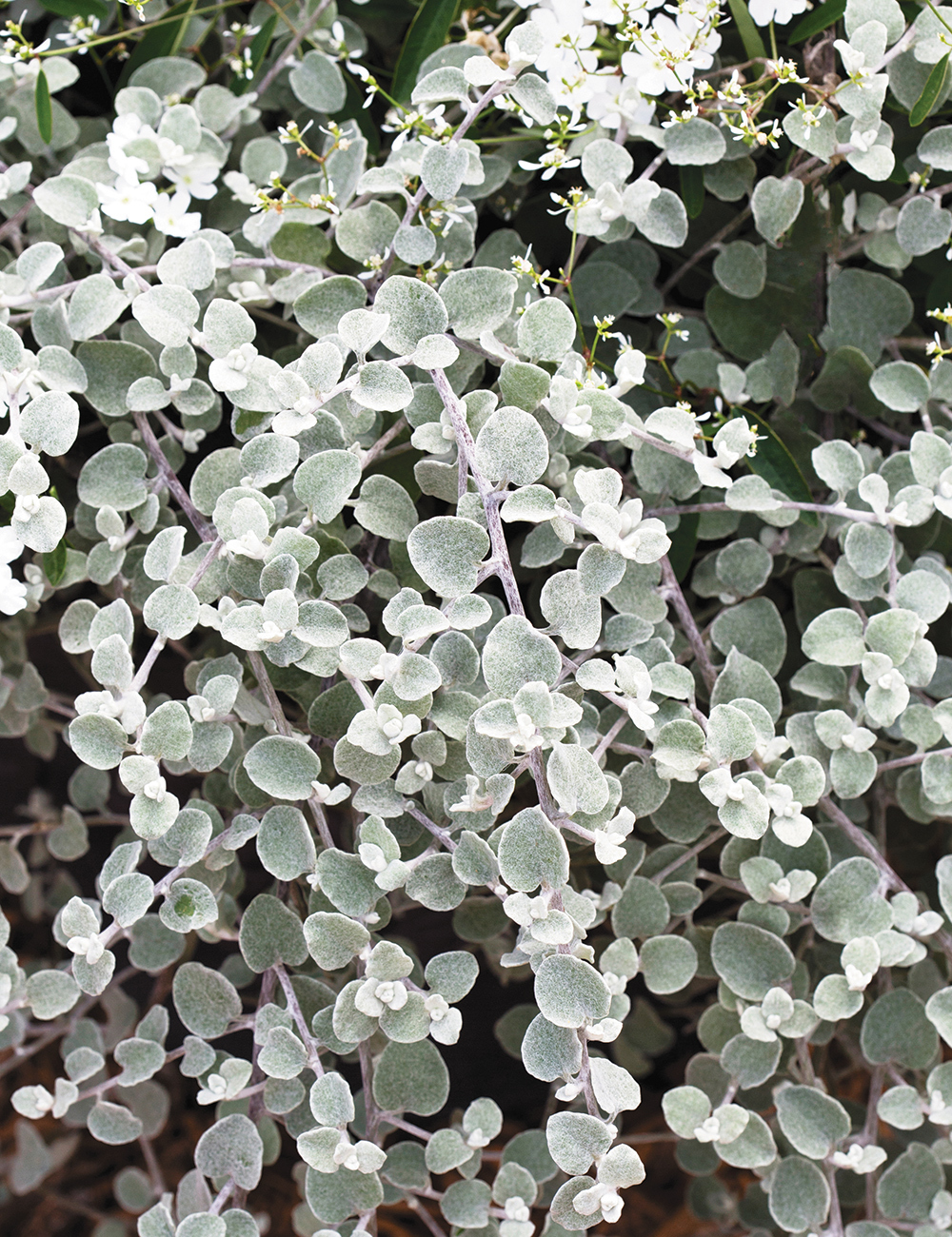 Helichrysum Licorice