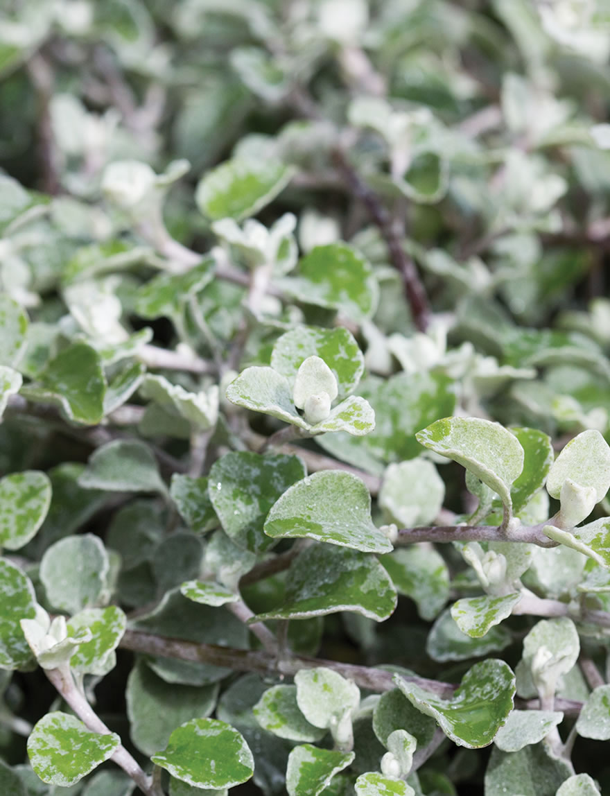 Helichrysum Silver Star