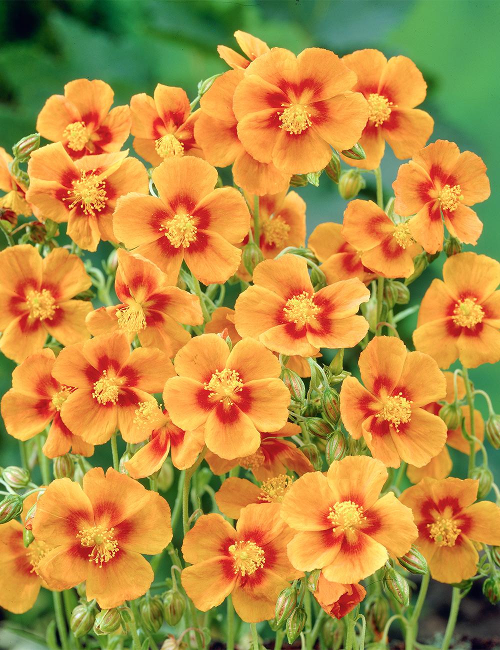 Rock Rose 'Apricot Queen'