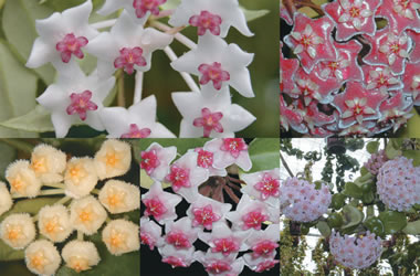 Hoya Collection