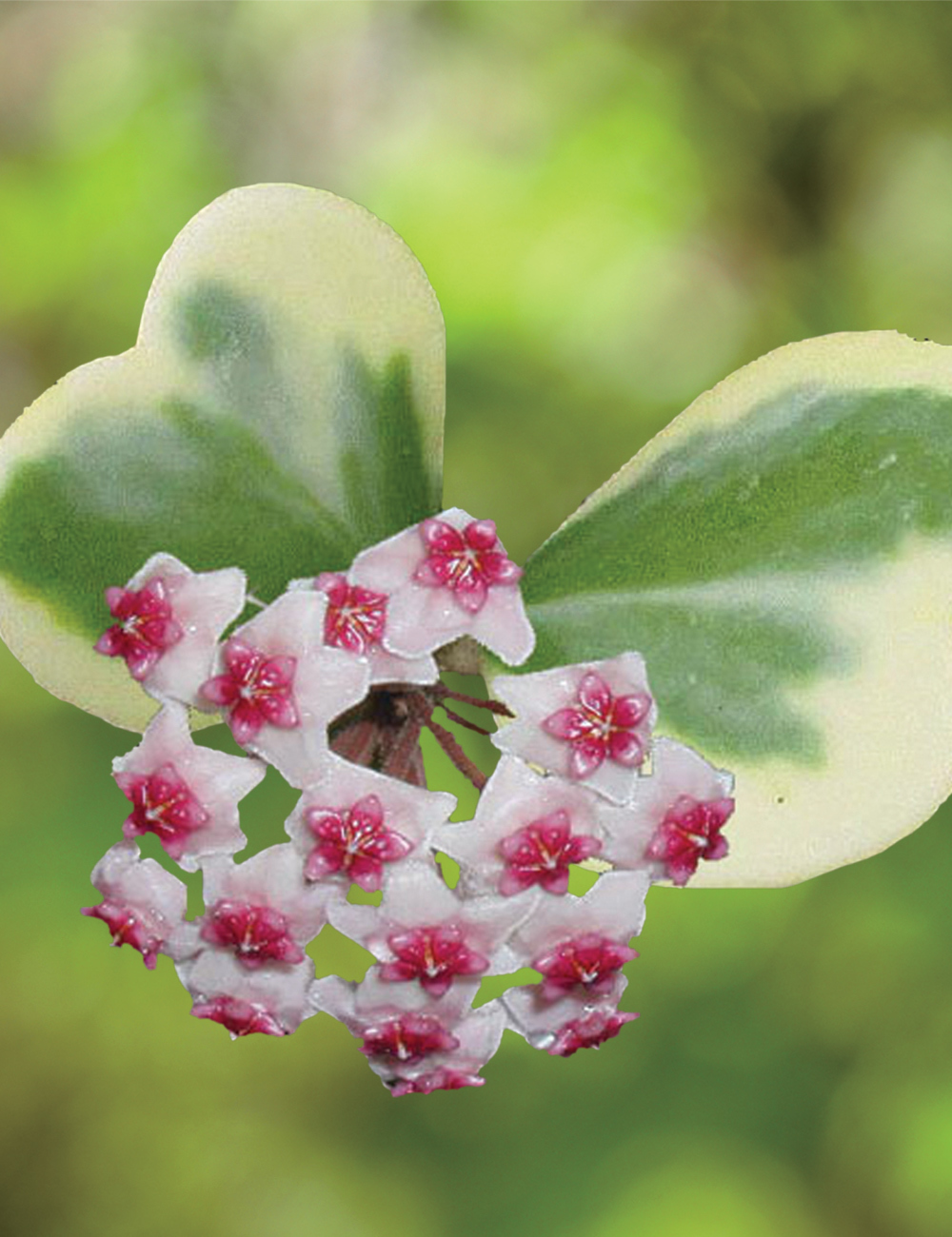 Hoya Variegated Sweet Heart Hoya