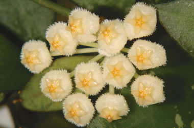 Hoya Lacunosa