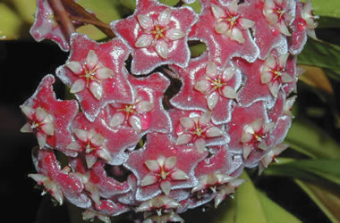 Hoya Pubicalyx