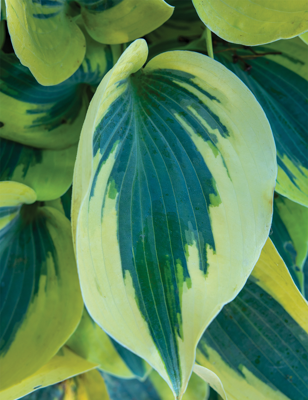 Hosta 'Autumn Frost'