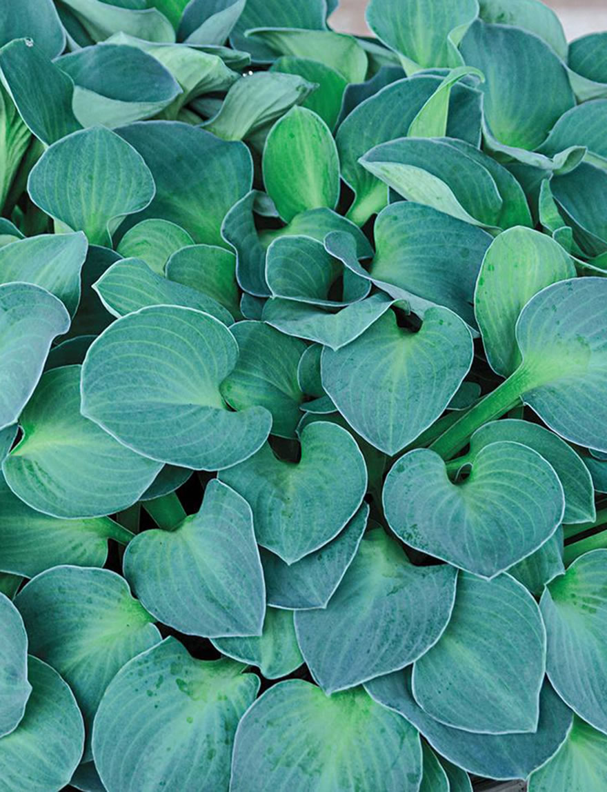 Hosta Blue Mouse Ears