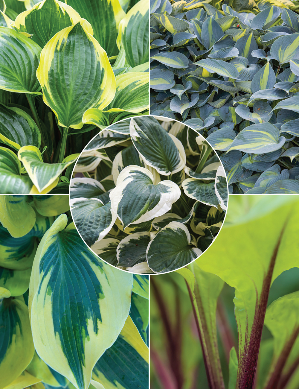 Hostas Collection