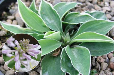 Hosta Dew Drops