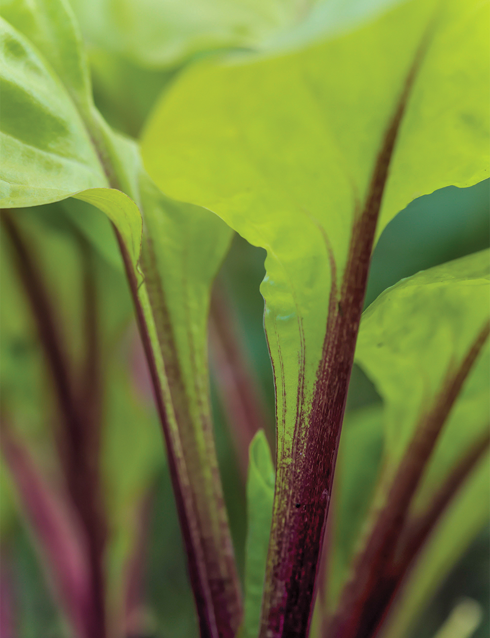 Hosta 'Lemon Snap'