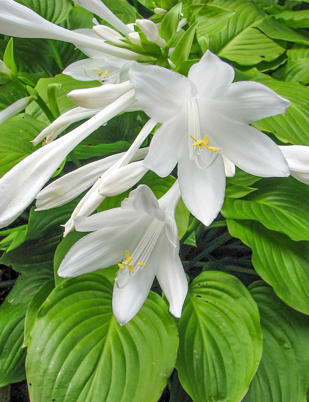 Hosta 'Grandiflora'