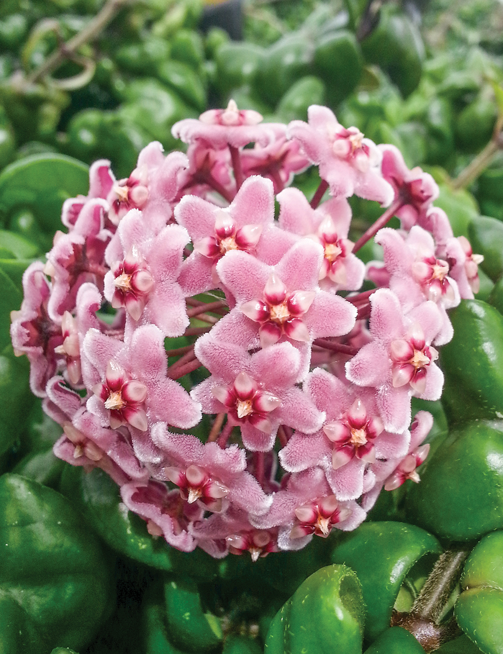 Hoya Indian Rope