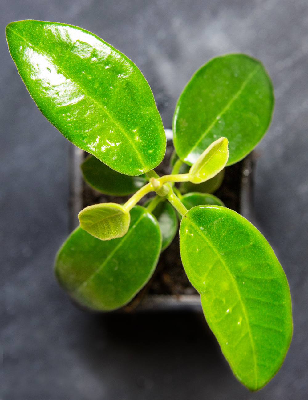 Hoya 'Red'