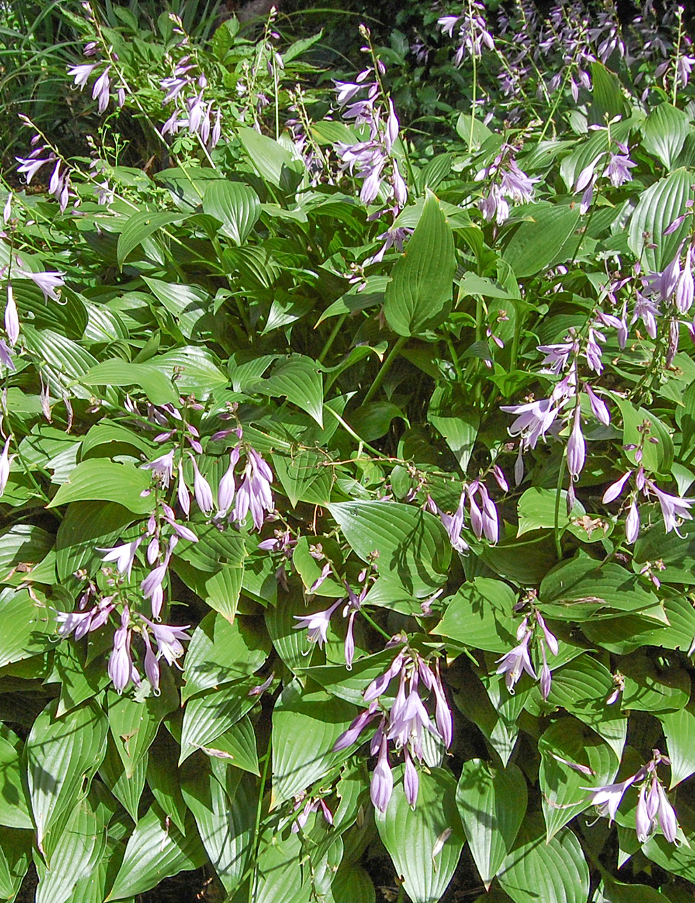 Hosta Narrow Leafed Plantain Lily