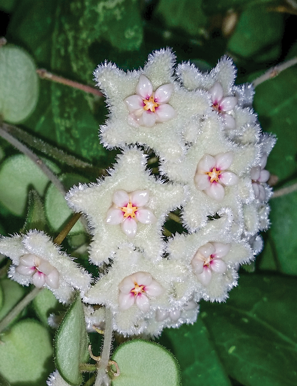 Hoya Serpens