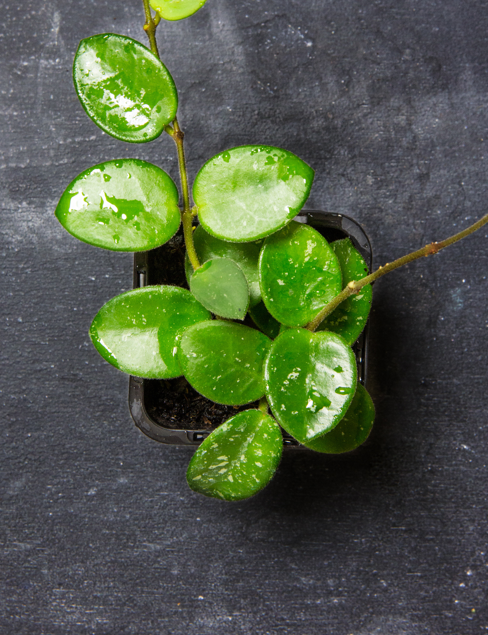 Hoya 'Mathilde'