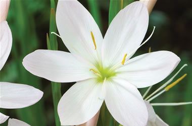 River Lily Alba