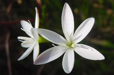 (52B) Evening Flower